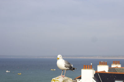 Seagull perching on sea against sky