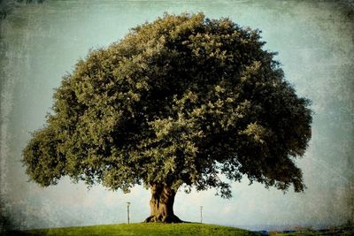 Trees on field