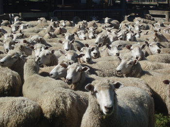 Flock of sheep in pen