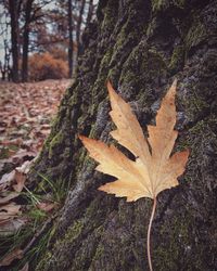 Close-up of dry maple leaf on tree trunk