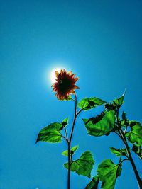 Low angle view of flowering plant against blue sky