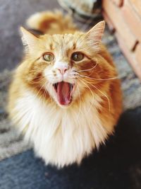 Close-up portrait of a cat