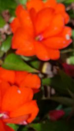 Close-up of orange flower blooming outdoors