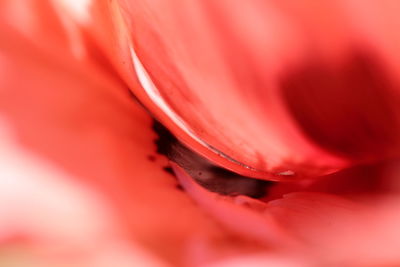 Macro shot of pink flower