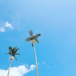 Low angle view of palm tree against blue sky