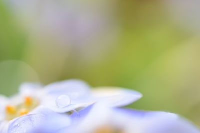 Close-up of white flowers blooming outdoors