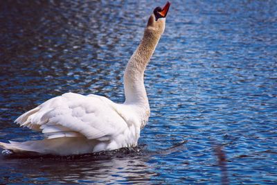 Swan swimming in lake preening 