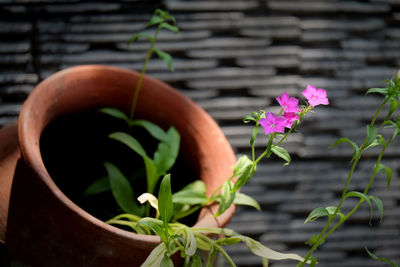 Close-up of potted plant