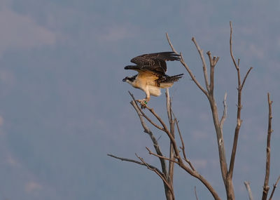 Low angle view of bird perching on branch against sky