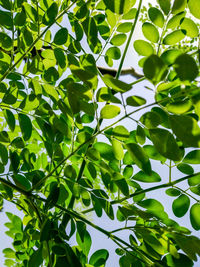 Low angle view of leaves on tree