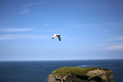 Seagull flying over sea against sky