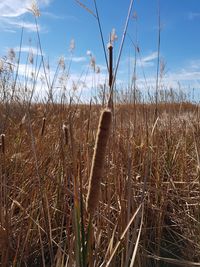 Close-up of dry grass on field against sky