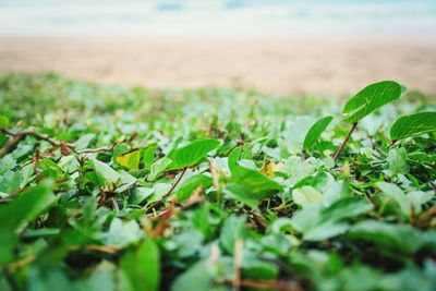 Close-up of fresh green plants