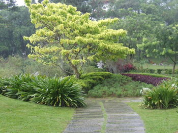 Footpath with trees in background