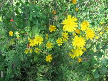 Close-up of yellow flowering plants on field