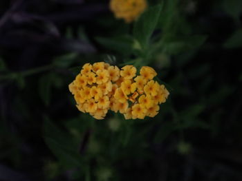 Close-up of yellow flowering plant