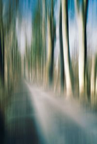 Full frame shot of trees in forest