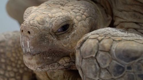 Close-up of turtle in zoo