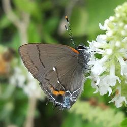 Close-up of butterfly perching on flower