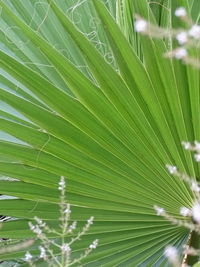 Full frame shot of green leaves