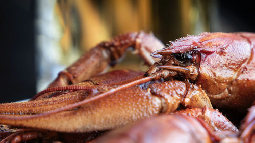 Close-up of crab