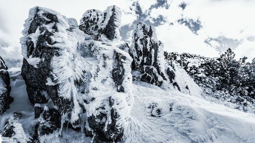 Panoramic view of trees on snow covered mountain