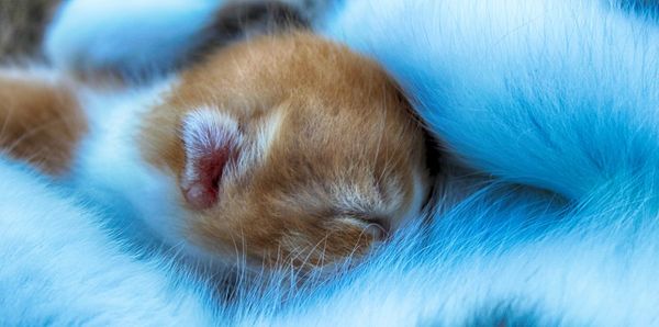 Close-up of cat sleeping