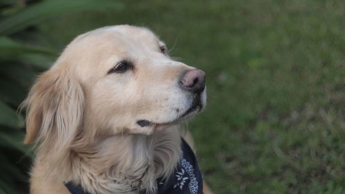 Close-up of dog