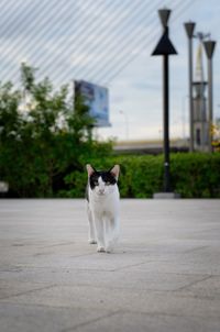 View of a cat on the road