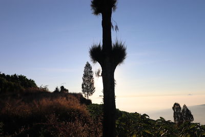 Coconut palm trees by sea against clear sky during sunset