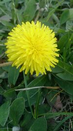 Close-up of yellow flowers