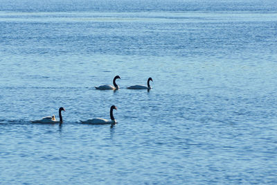 Ducks swimming in lake