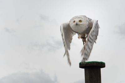 Low angle view of owl flying against cloudy sky