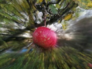 Close-up of apple on tree