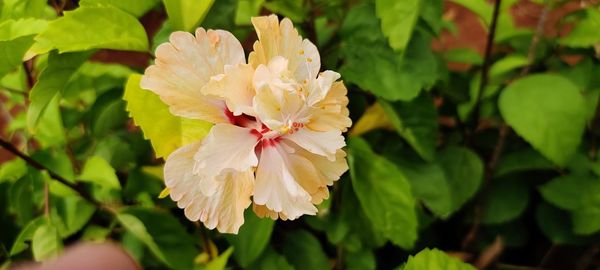 Close-up of fresh white flowering plant