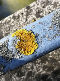 Close-up of yellow leaf on tree trunk