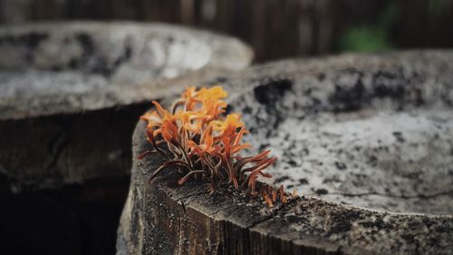 Close-up surface level of plant