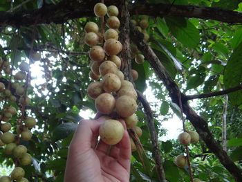 Low angle view of person holding fruits on tree