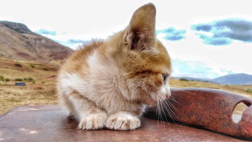 Close-up of a cat on mountain