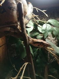 Close-up of lizard on plant