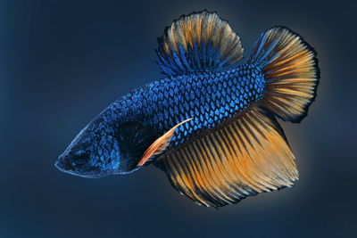 Close-up side view of fish swimming underwater