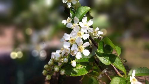 Close-up of white flowers