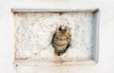 Portrait of cat in hole amidst white wall