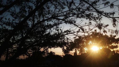 Sunlight streaming through silhouette trees during sunset