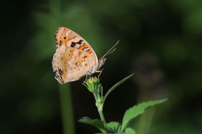 Close-up of butterfly on plant