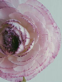 Close-up of pink flower over white background