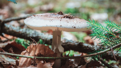 Close-up of mushroom