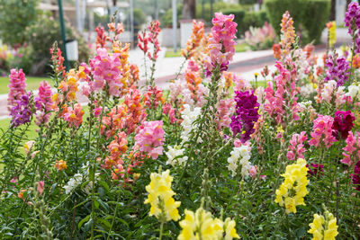 Close-up of flowers blooming in field