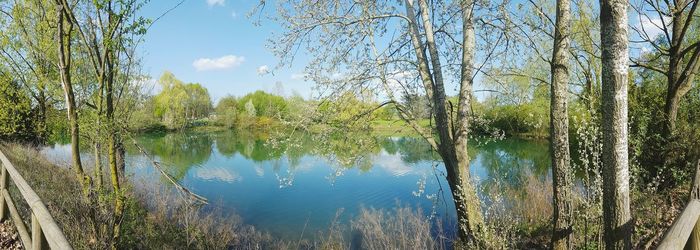 Reflection of trees in lake