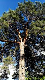 Low angle view of tree against sky